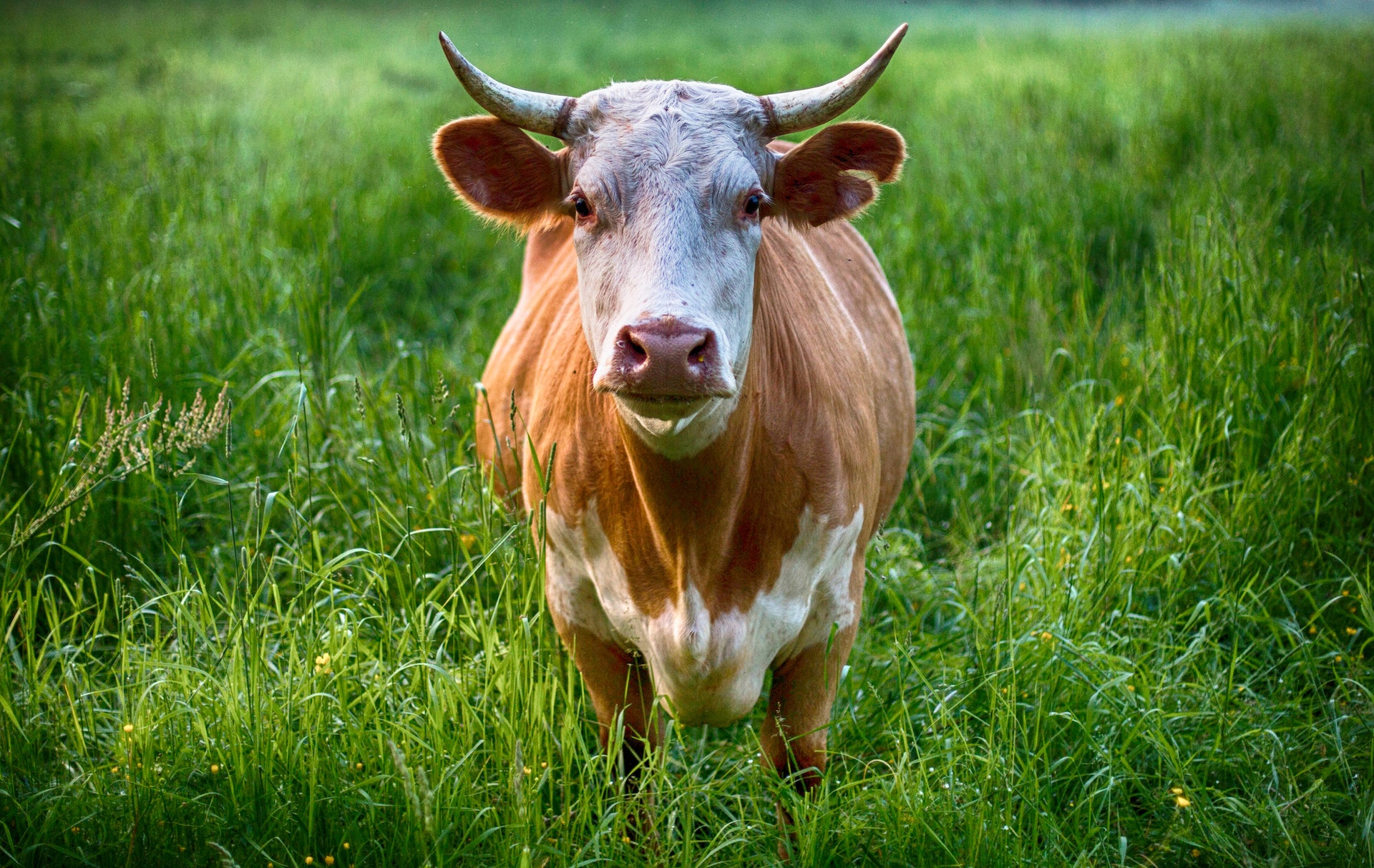What Sound Does a Cow Make