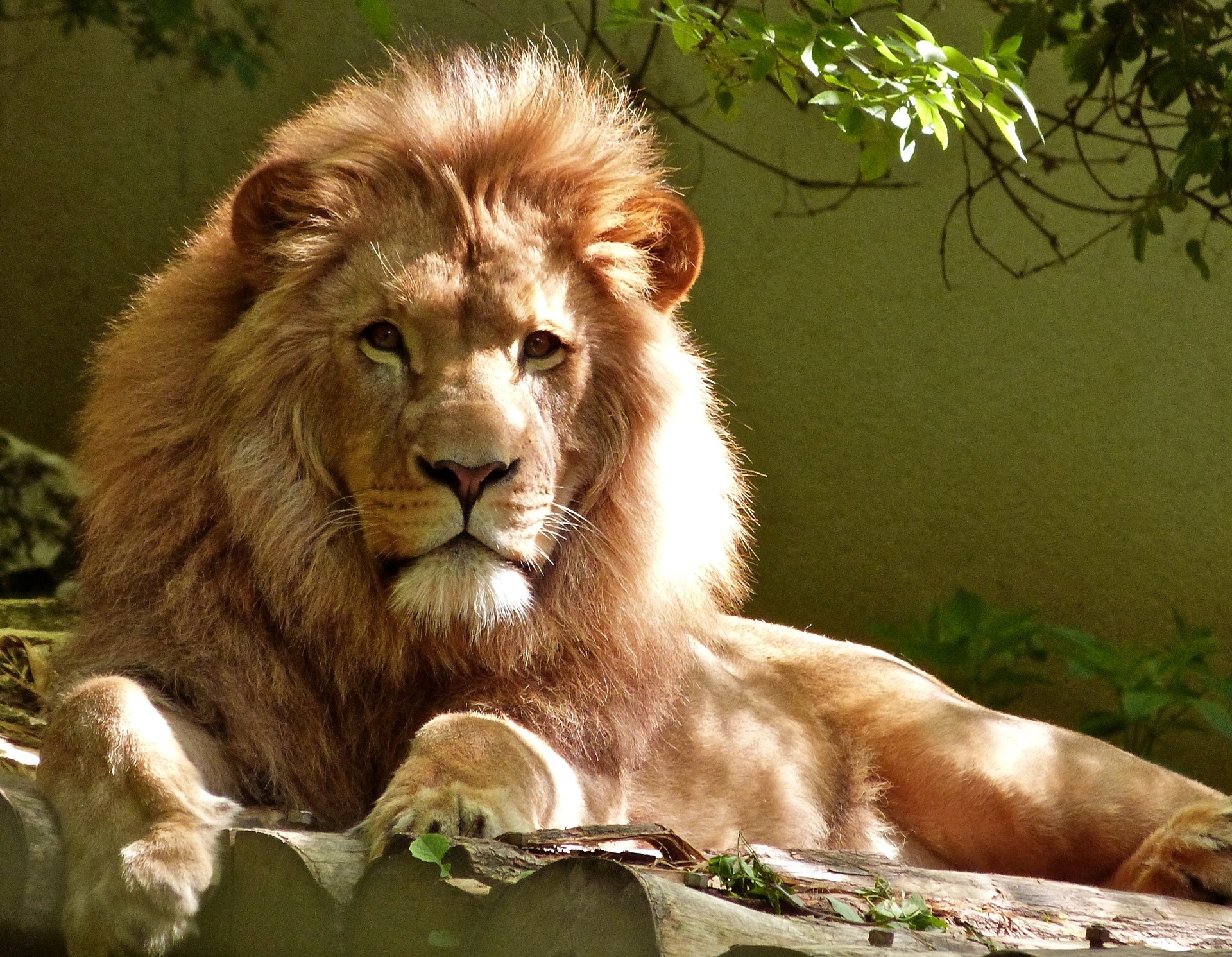 Lion noises