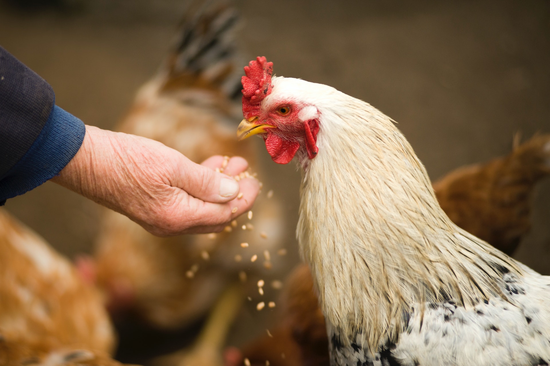 Chicken Sound